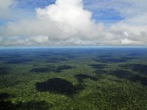 Čo živí Amazonský prales?